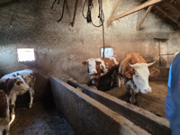 HAYVAN SAĞLIĞI ÇALIŞMALARI DEVAM EDİYOR