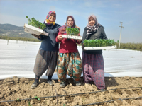 Geyve’de sebze fideleri dikiliyor..