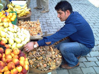 Kanlıca Mantarı Sergilerde