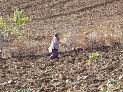 Tahılların ekimi devam ediyor
