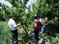 İlçe Tarım görevlilerinden bahçelere inceleme