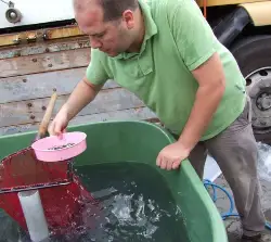 Çine göletine 4 bin Sazan yavrusu bırakıldı