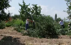 Hızlı Tren hattındaki bahçeler temizleniyor