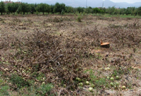 Hızlı Tren hattındaki bahçeler temizleniyor