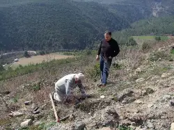 Yangın yerlerine fidan dikiliyor