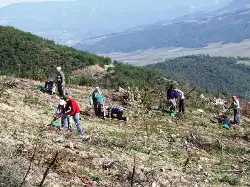 Kızılçam fidanları dikiliyor…
