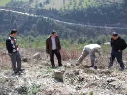 Yangın yerlerine fidan dikiliyor