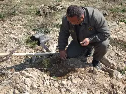 Yangın yerlerine fidan dikiliyor