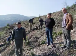 Kızılçam fidanları dikiliyor…