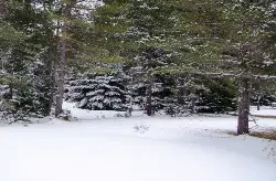 Ormanlarda kar devam ediyor