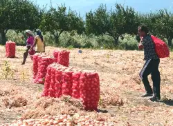 Geyve Ovası Türkiye' nin Soğan Cenneti