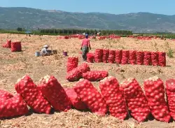 Geyve Ovası Türkiye' nin Soğan Cenneti