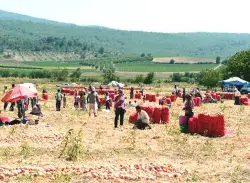 Geyve Ovası Türkiye' nin Soğan Cenneti