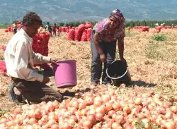 Geyve Ovası Türkiye' nin Soğan Cenneti