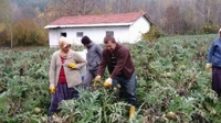 Enginarda son Hasat da Yapıldı