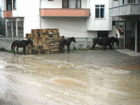 Başıboş Atlar Vatandaşı Bıktırdı