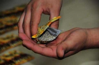 20 yaşındaki genç bonzaiden zehirlendi