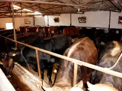 Kurbanlık Dana’lar Geyve’de