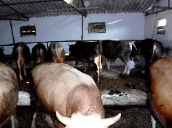 Kurbanlık Dana’lar Geyve’de