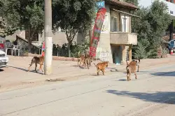 Başıboş Köpekler Vatandaşı Korkutuyor