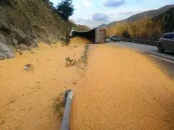 Taraklı'da Mısır yüklü TIR devrildi