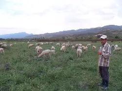 Çoban Olarak Geldi Sürü Sahibi Oldu