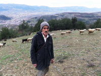 Ekmeğini Davar Sayesinde Kazanıyor