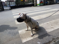 KÖPEĞİNE MASKE TAKTI