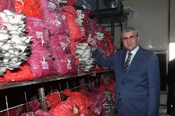 Büyükşehir ‘İstiridye Mantarı Üretim Tesisi’ inşa ediyor