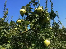Ayva üreticisi müşteri bekliyor