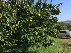 Ayva üreticisi müşteri bekliyor