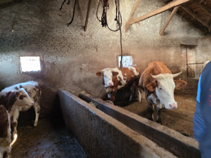 HAYVAN SAĞLIĞI ÇALIŞMALARI DEVAM EDİYOR