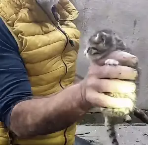 Geyve'de Yavru Kedi Kurtarıldı