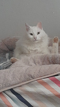 KEDİ KAYBOLDU