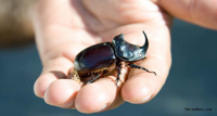 Gergedan Böceği Alifuatpaşa'da Ortaya Çıktı